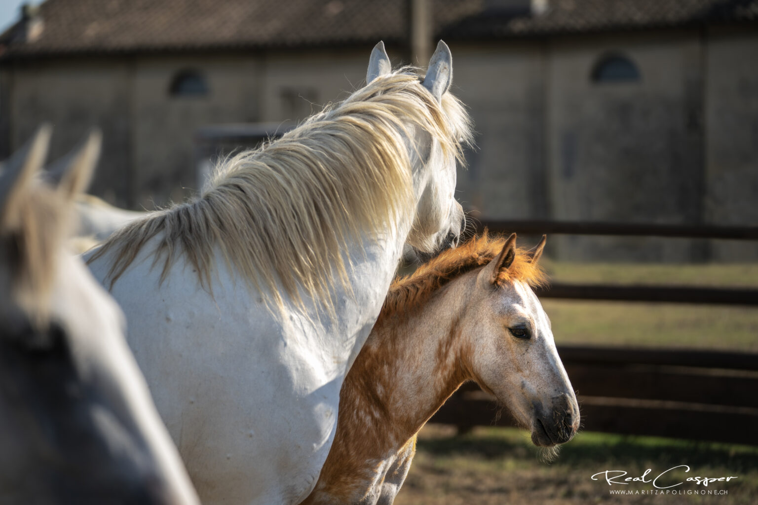 manadepuigaurelie-chevaux-a-la-vente-2jpg