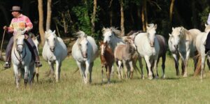 Visite manade Camargue