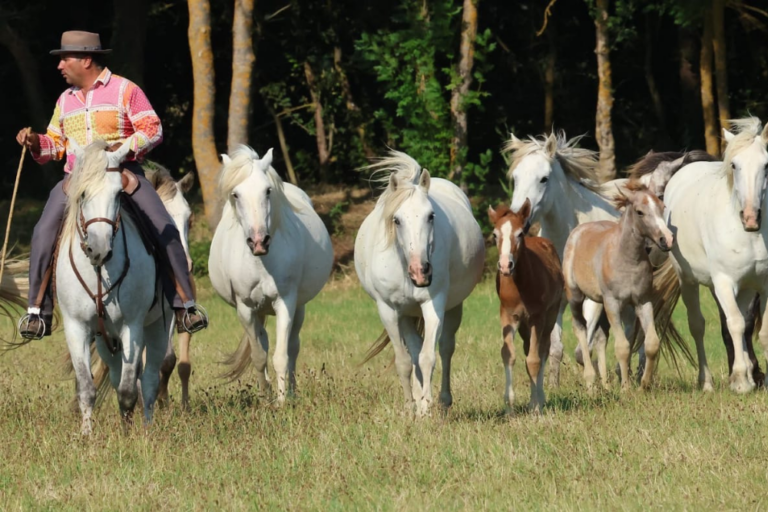 Chevaux primé sManade Puig