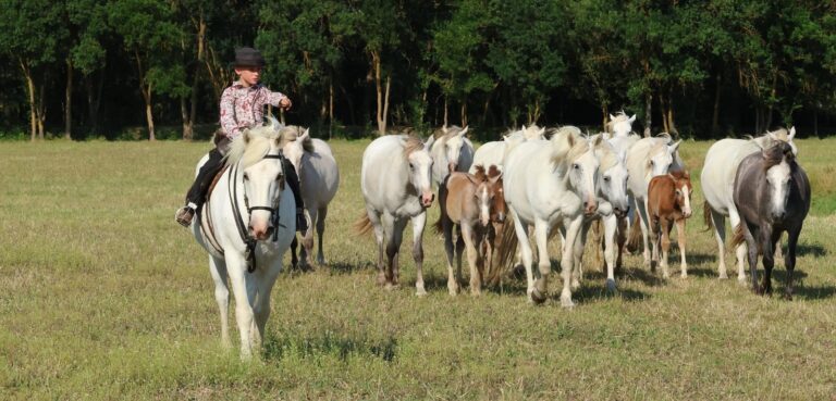 Visite manade Camargue